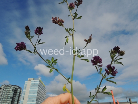 alfalfa